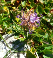 Phyteuma hemisphaericum