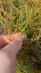 Smicronyx sculpticollis