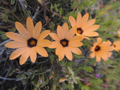 Dimorphotheca pinnata