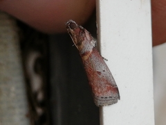 Acrobasis sodalella
