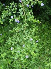 Sclerochiton harveyanus