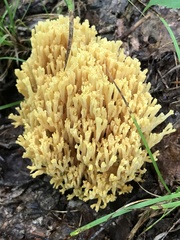 Ramaria concolor