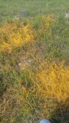 Smicronyx sculpticollis