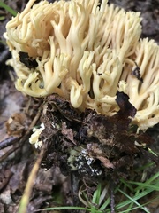 Ramaria concolor