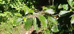 Karpatiosorbus franconica