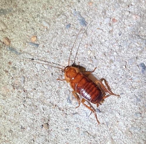 Japanese Cockroach photo 4