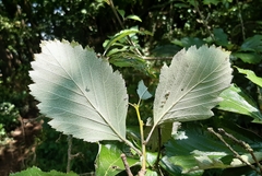 Karpatiosorbus franconica