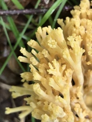 Ramaria concolor