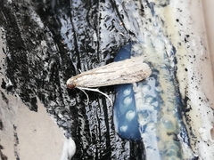 Gymnancyla ruscinonella