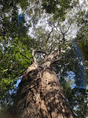 Eucalyptus microcorys