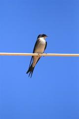 Hirundo dimidiata dimidiata