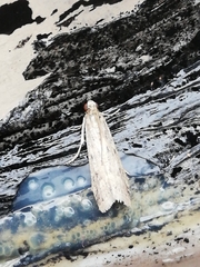 Gymnancyla ruscinonella