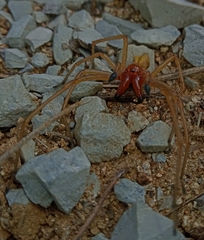 Cheiracanthium punctorium