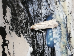 Gymnancyla ruscinonella