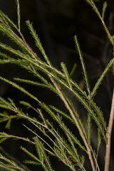 Triplarina imbricata