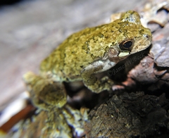Hyla avivoca