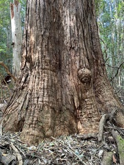 Eucalyptus microcorys