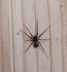 Lepthyphantes