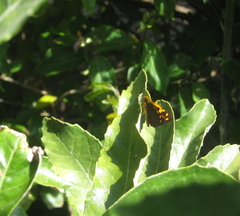 Metisella metis metis