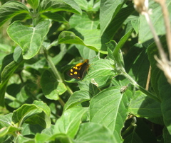 Metisella metis metis
