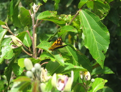 Metisella metis metis