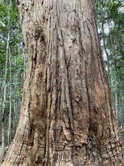 Eucalyptus microcorys