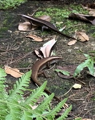 Eutropis multifasciata