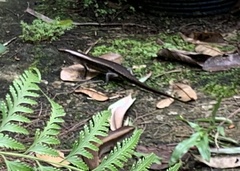 Eutropis multifasciata