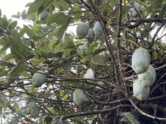Ficus pumila awkeotsang