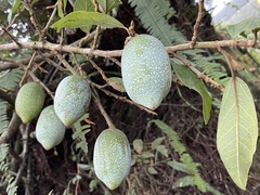 Ficus pumila awkeotsang