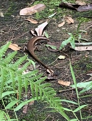 Eutropis multifasciata