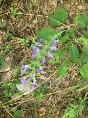 Salvia forskaehlei