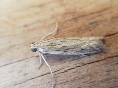 Gymnancyla ruscinonella