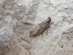 Gymnancyla ruscinonella