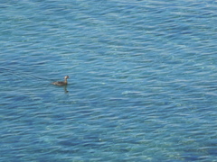 Poliocephalus rufopectus