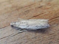 Gymnancyla ruscinonella