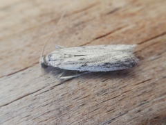 Gymnancyla ruscinonella