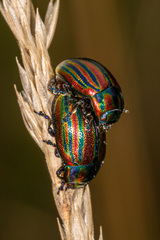 Chrysolina cerealis