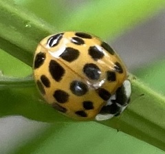 Harmonia axyridis