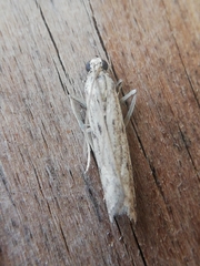 Gymnancyla ruscinonella