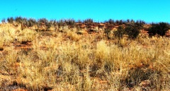 Stipagrostis amabilis