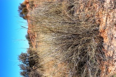 Stipagrostis amabilis