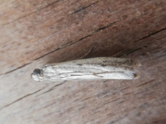 Gymnancyla ruscinonella