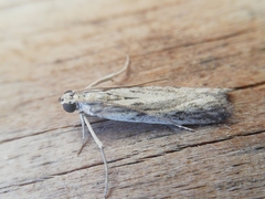 Gymnancyla ruscinonella