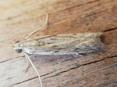 Gymnancyla ruscinonella