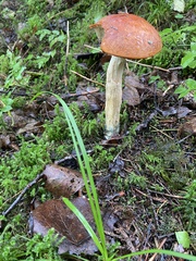 Leccinum albostipitatum