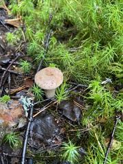 Lactarius trivialis