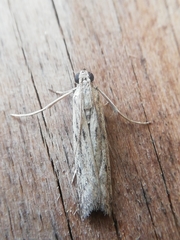 Gymnancyla ruscinonella