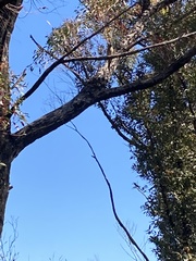 Cacomantis flabelliformis