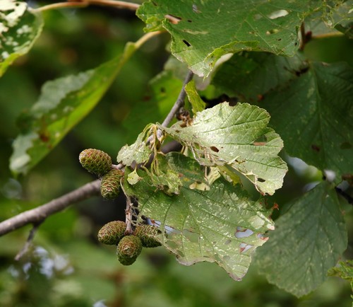 Manchurian Alder